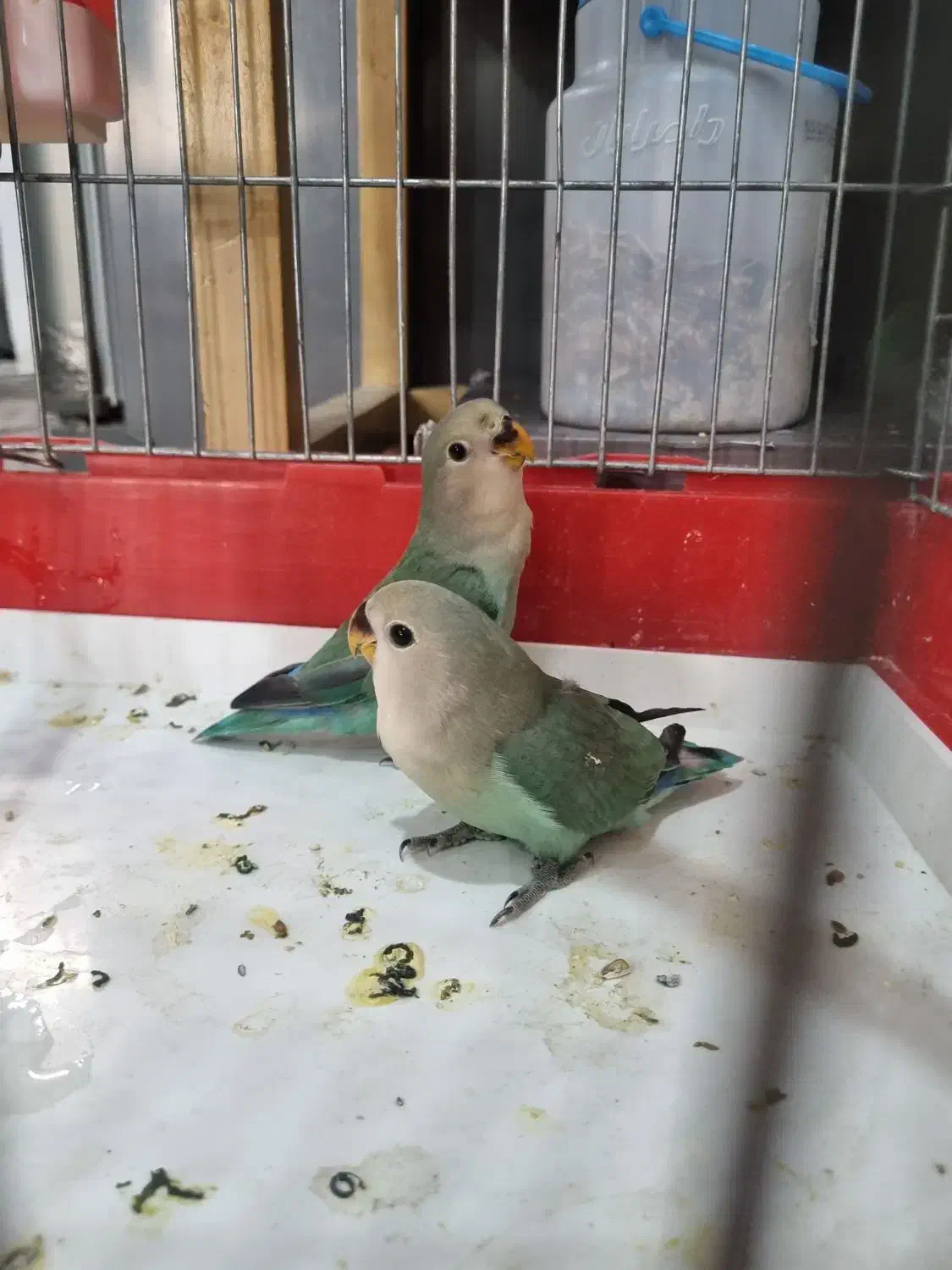 طوطی برزیلی تازه دونه خور|پرنده|دزفول, |دیوار