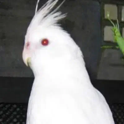 عروس هلندی آلبینو خاص چشم قرمز نژاد اصلی|پرنده|صدرا-فارس, فاز ۱|دیوار