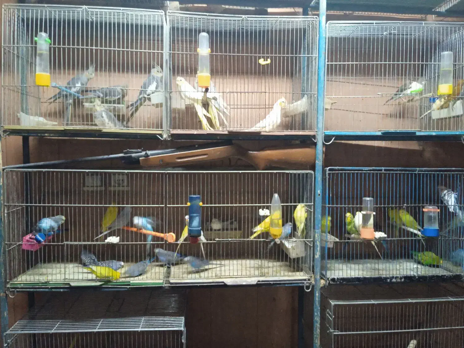 بورس«عروس‌هلندی‌کوتوله‌مرغ‌عشق‌مرغ‌وخروس‌‌|پرنده|شهرکرد, |دیوار