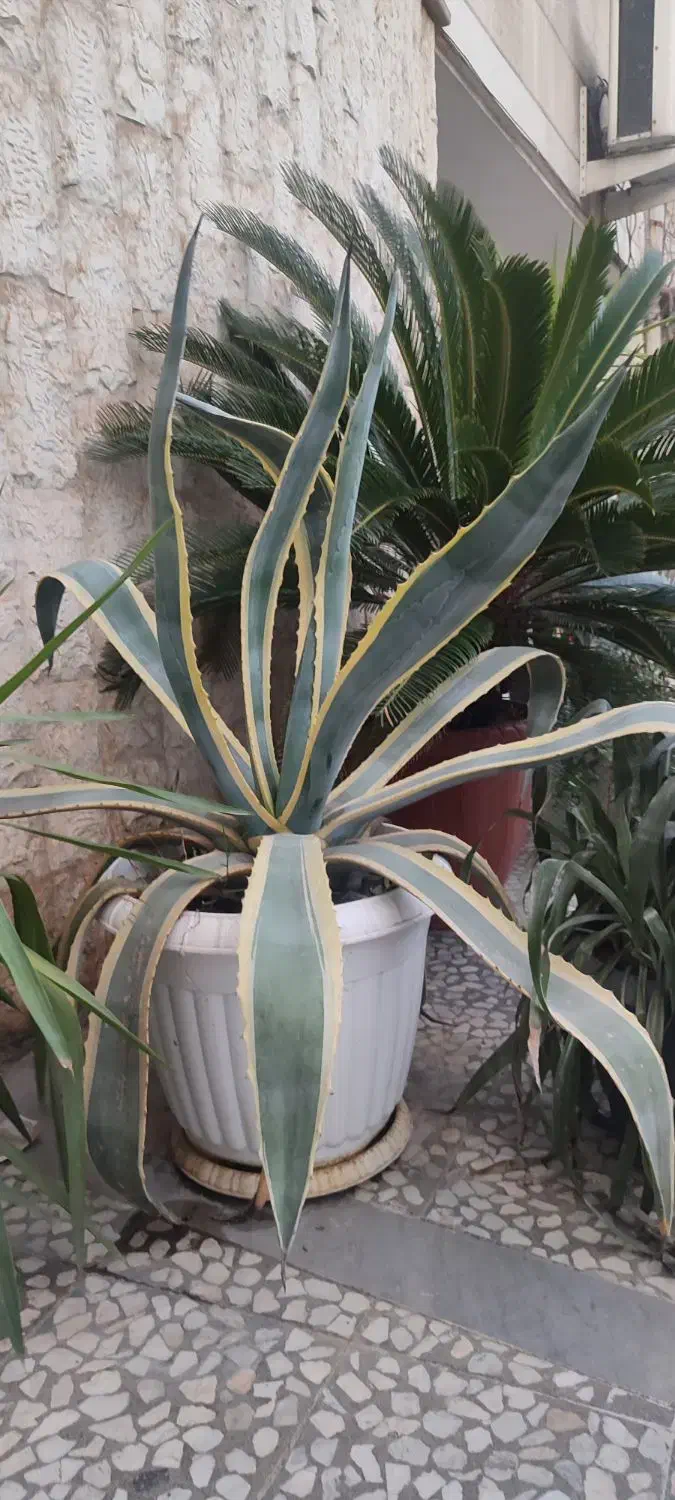 آگاو بزرگ|گل و گیاه طبیعی|رشت, دیلمان|دیوار