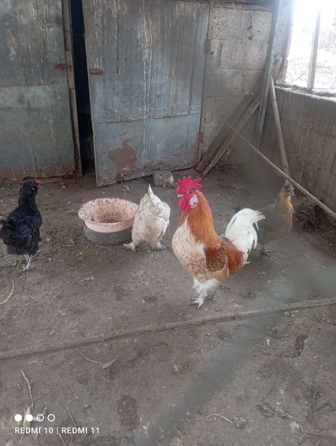 خروس|حیوانات مزرعه|کلاچای, |دیوار