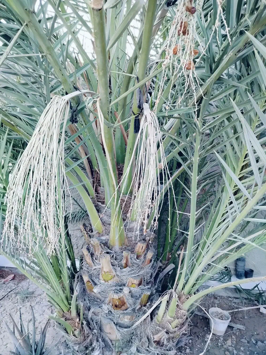 نخل برحی|گل و گیاه طبیعی|بندر امام خمینی, |دیوار