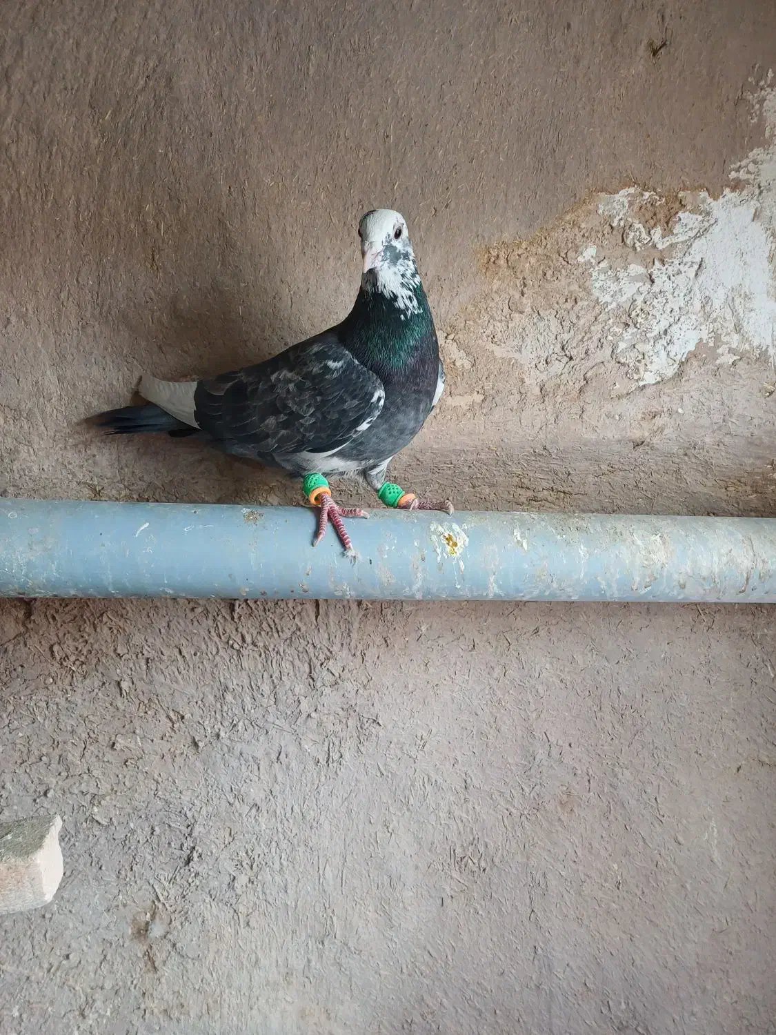 کبوتر پرشی|پرنده|خرمدشت, |دیوار