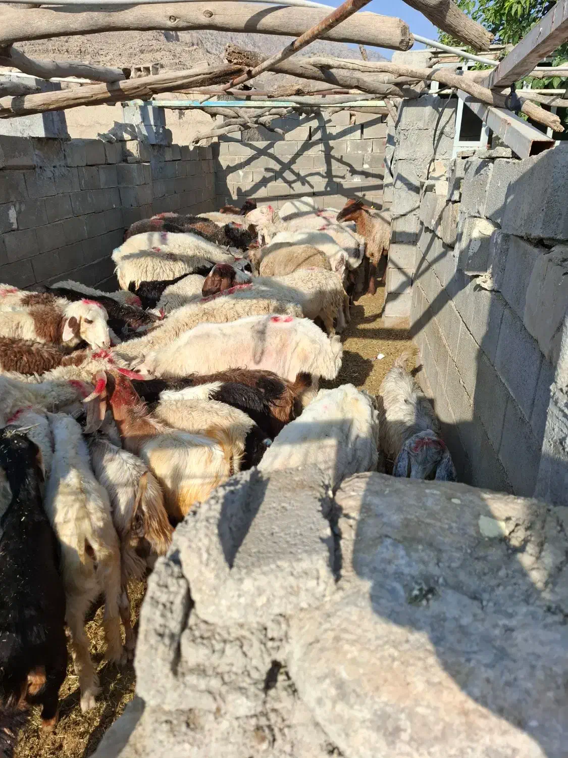 فروش تعداد 28راس میش داشتی جوان ودرجه یک|حیوانات مزرعه|چرام, |دیوار