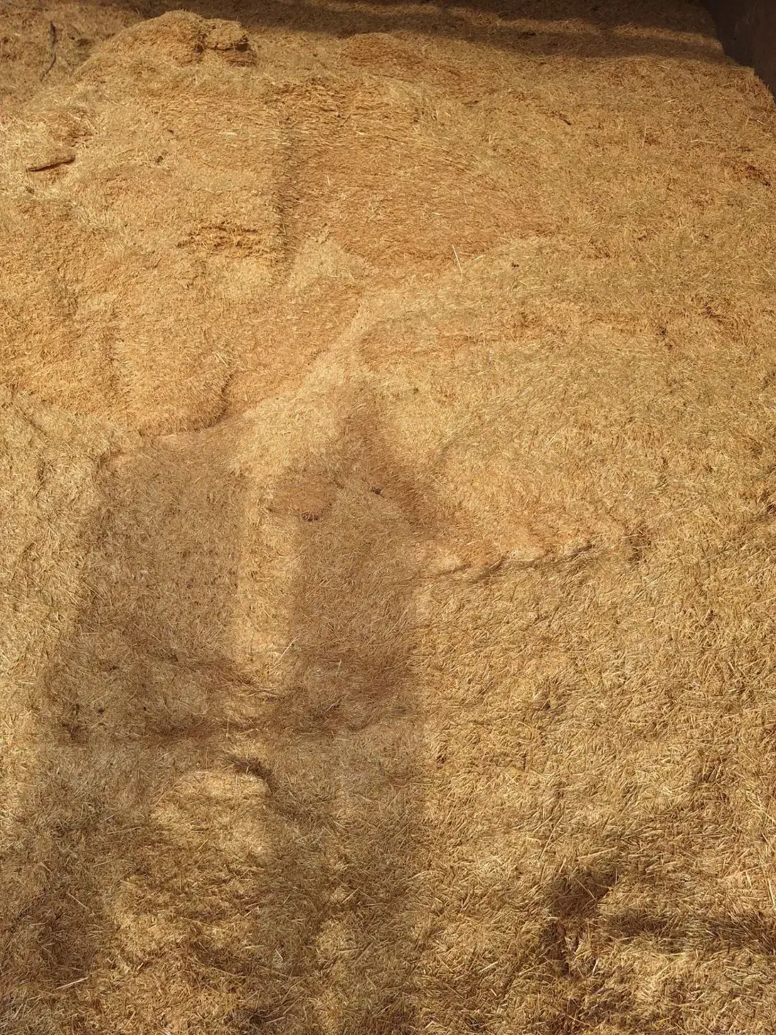 کاه گندم دیم|عمده‌فروشی|باغ حلی, |دیوار