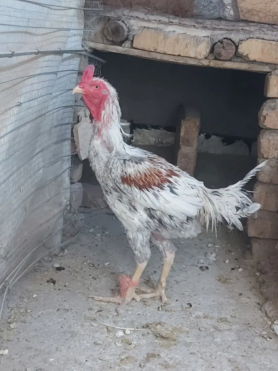 حیوانات خانگی|حیوانات مزرعه|پیشوا, |دیوار