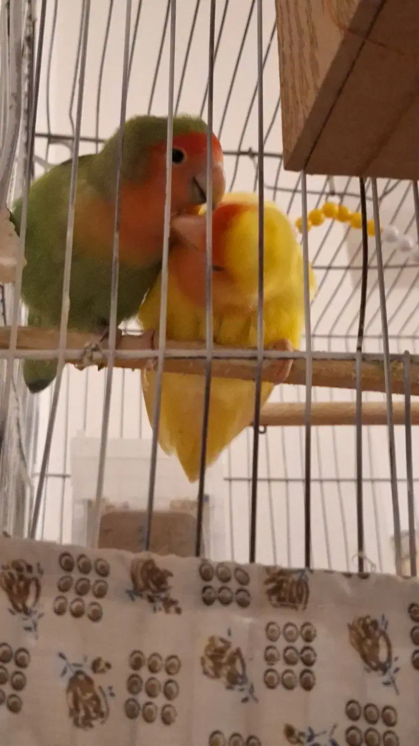 طوطی برزیلی|پرنده|ارومیه, |دیوار