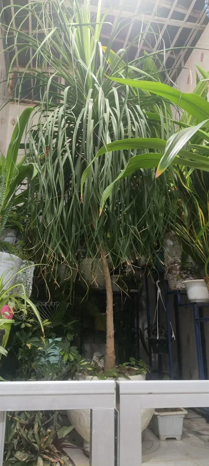 گل لیندا ۲۰ساله....ویک گل برگ موزسه ساله|گل و گیاه طبیعی|مرودشت, نقش رستم|دیوار