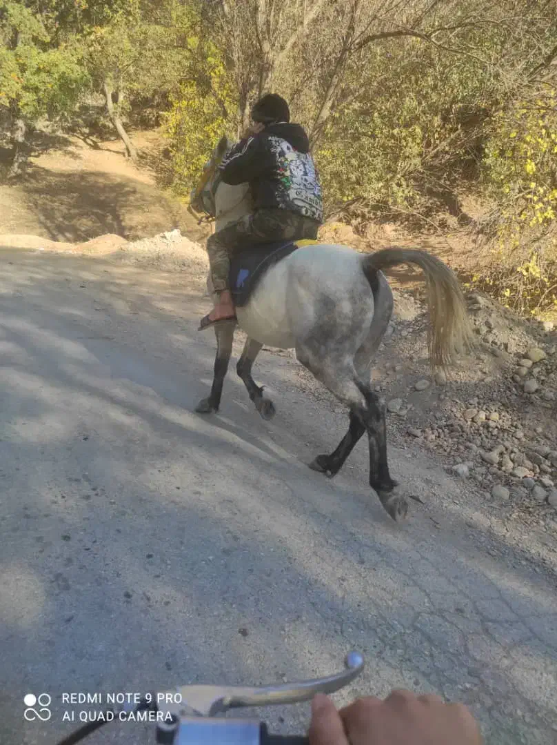 اسب فروشی|اسب و تجهیزات اسب‌سواری|یاسوج, |دیوار