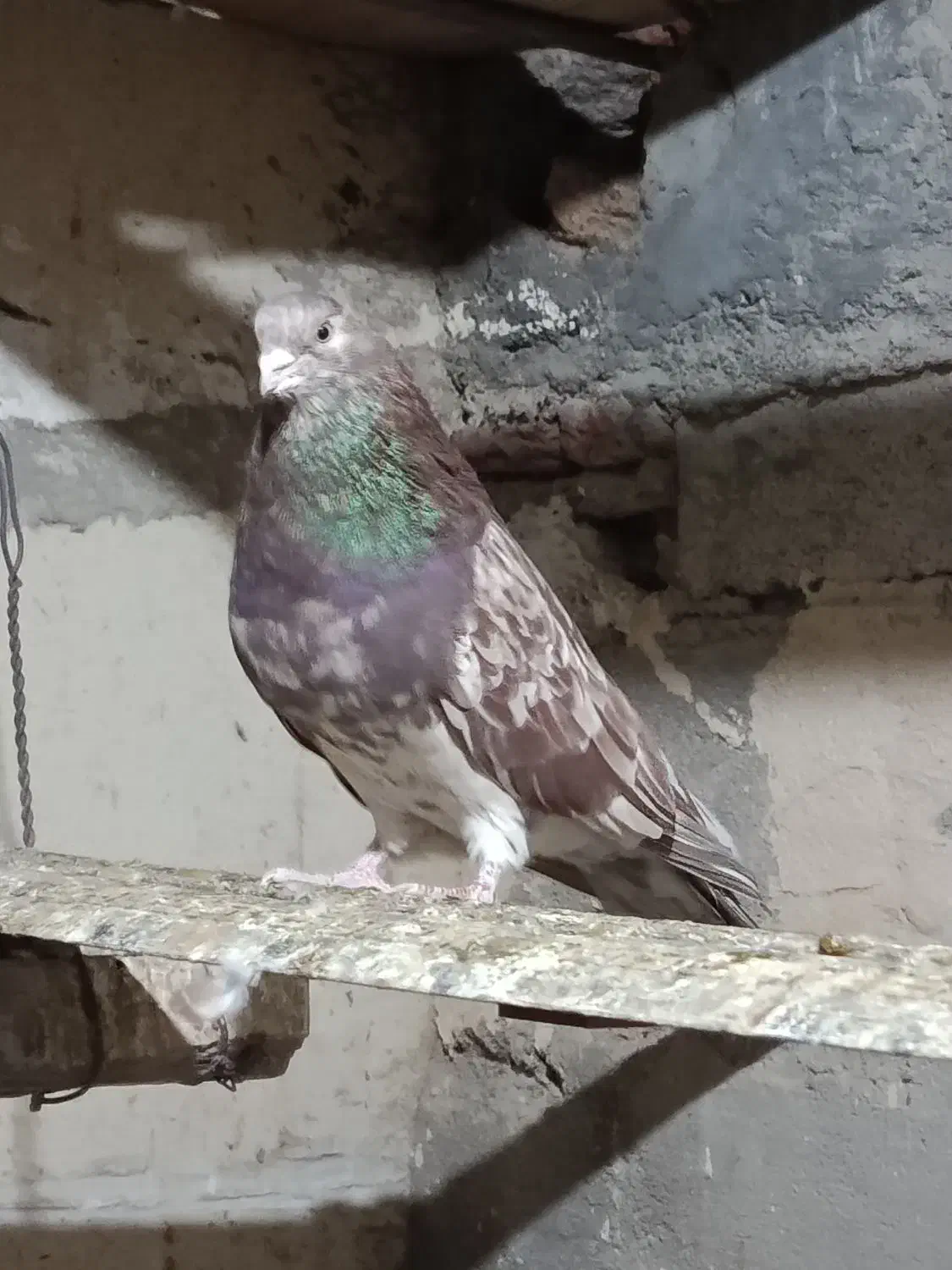 سرور نر|پرنده|اردبیل, |دیوار