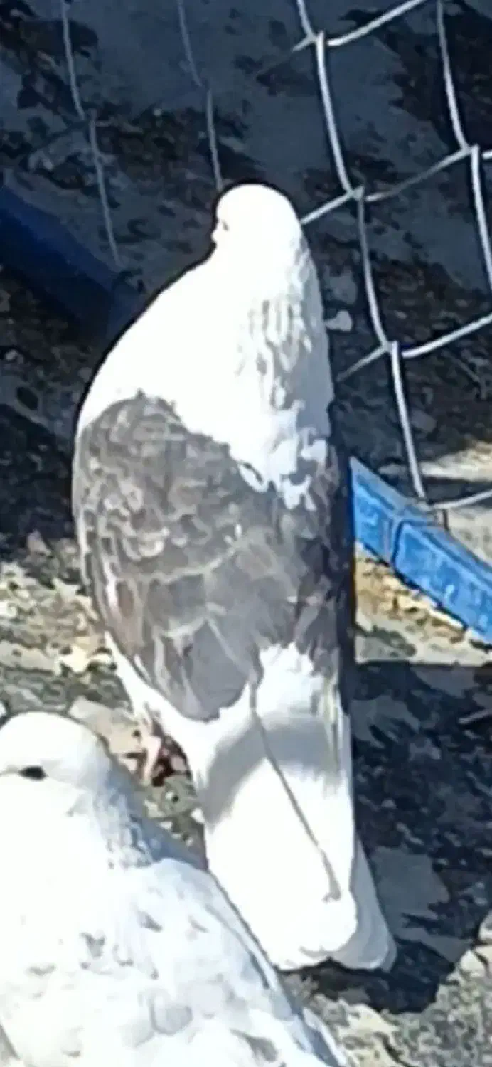 کبوتر دوکت|پرنده|مبارکه, |دیوار