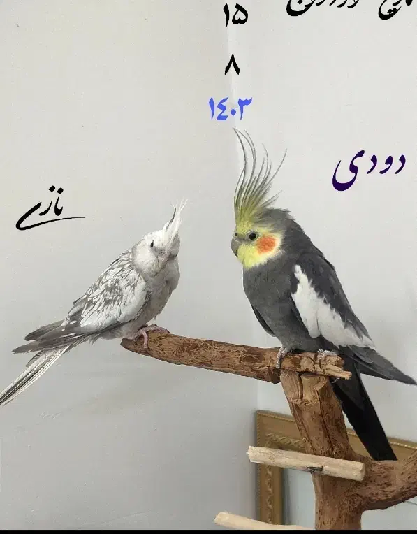 نازی و دودی عاشق پیشه|پرنده|قم, پردیسان|دیوار