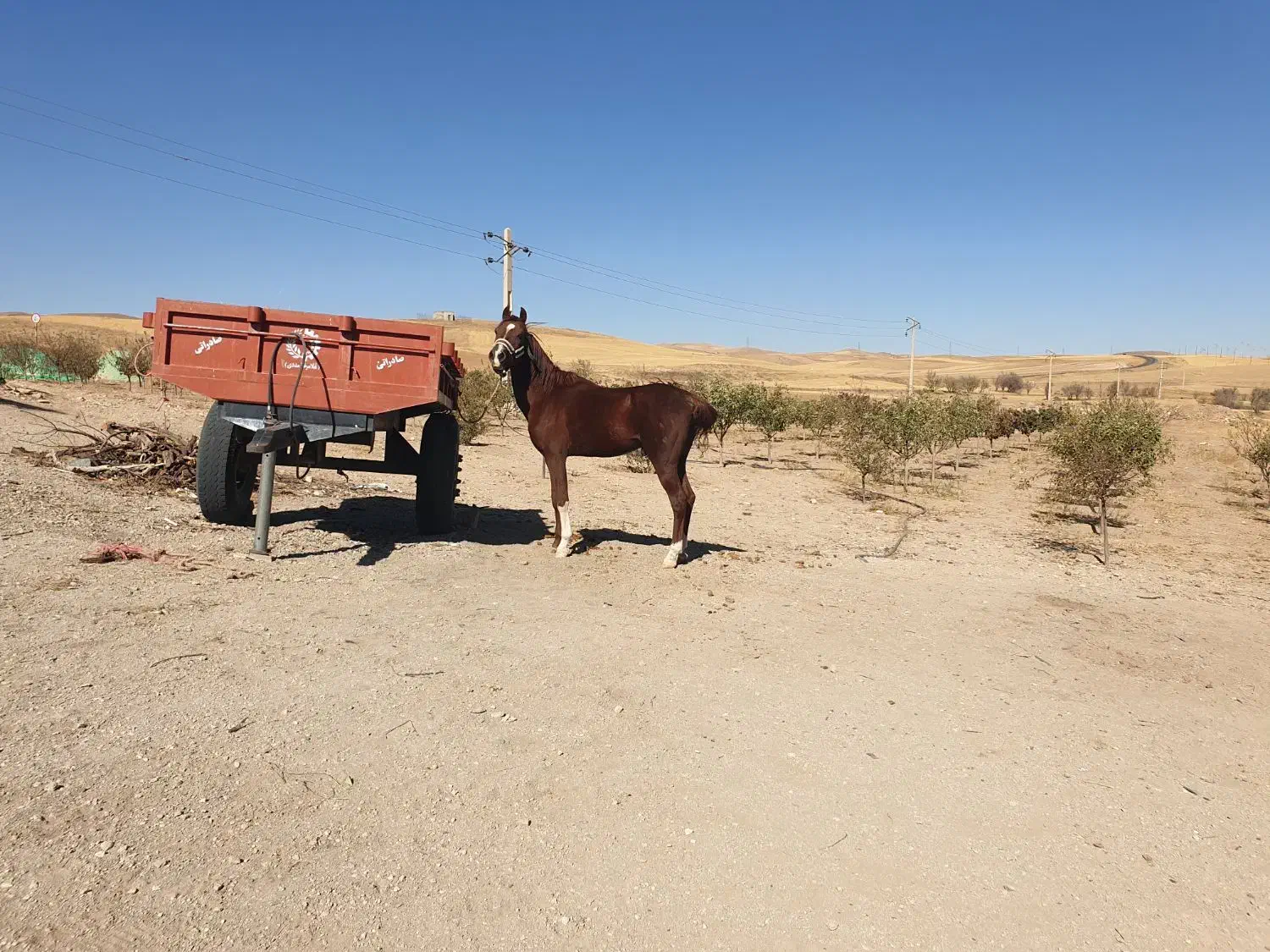 اسب|اسب و تجهیزات اسبسواری|میانه, |دیوار