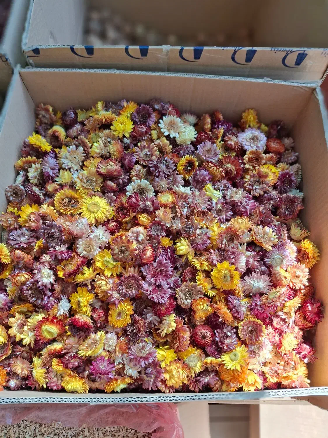 گل مینا|گل و گیاه طبیعی|تهران, آبشار|دیوار