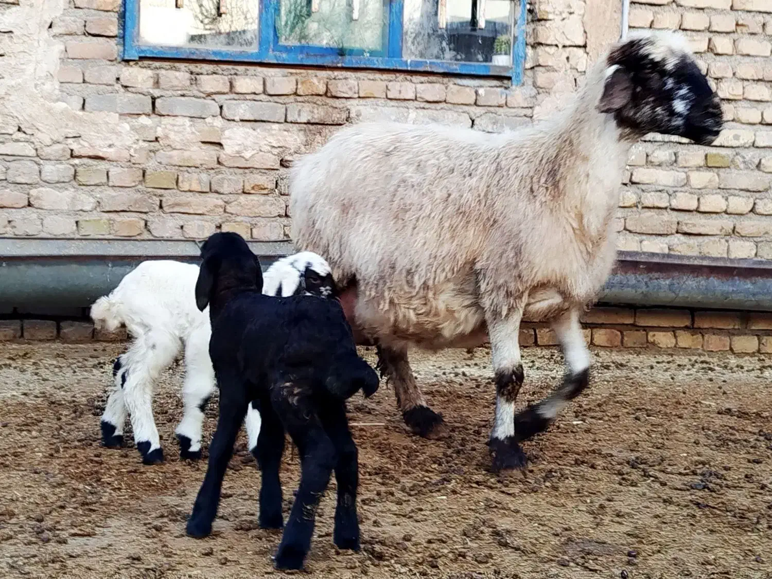 بره شیری فروشی ،میش دوقلو زا ، میش بره دار ،|حیوانات مزرعه|قوچان, |دیوار
