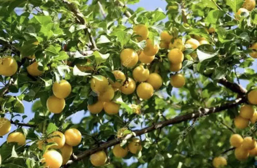 تهاترباغ در صالح اباد|فروش زمین و ملک کلنگی|تهران, صفا|دیوار