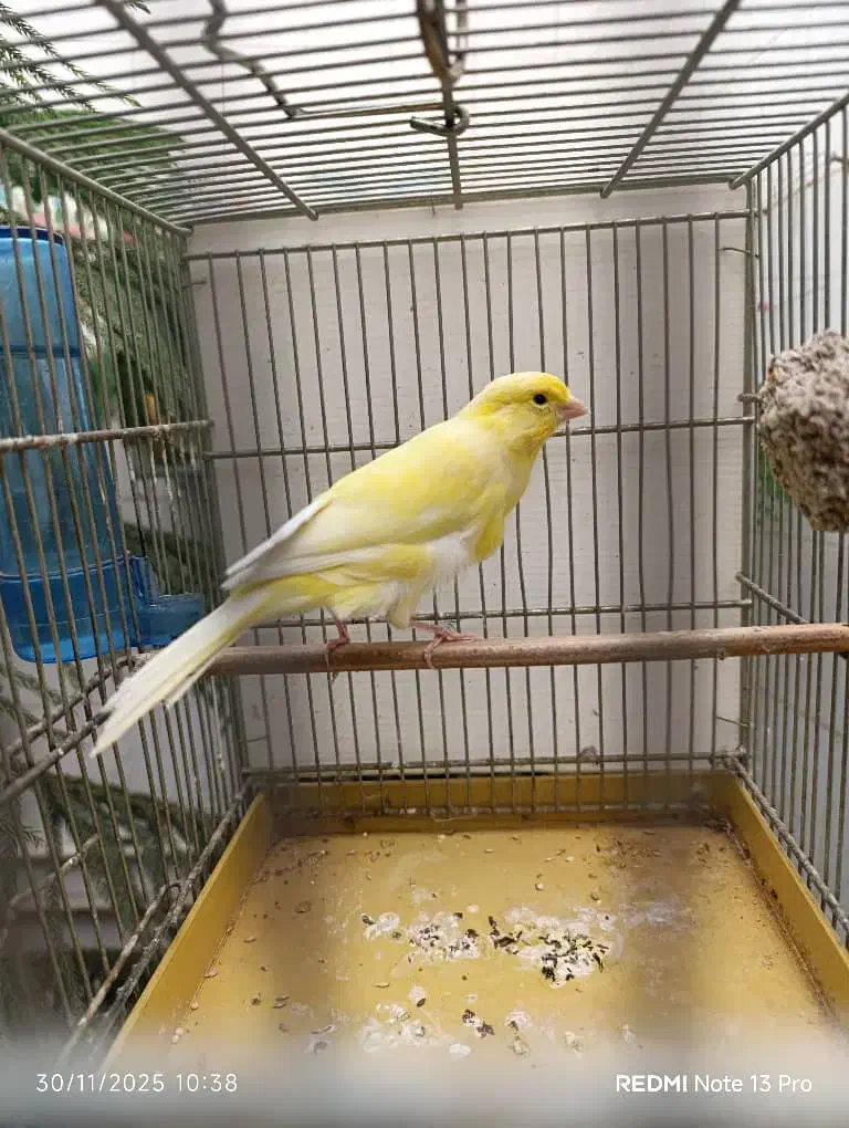 قناری نر|پرنده|اصفهان, کلمان|دیوار