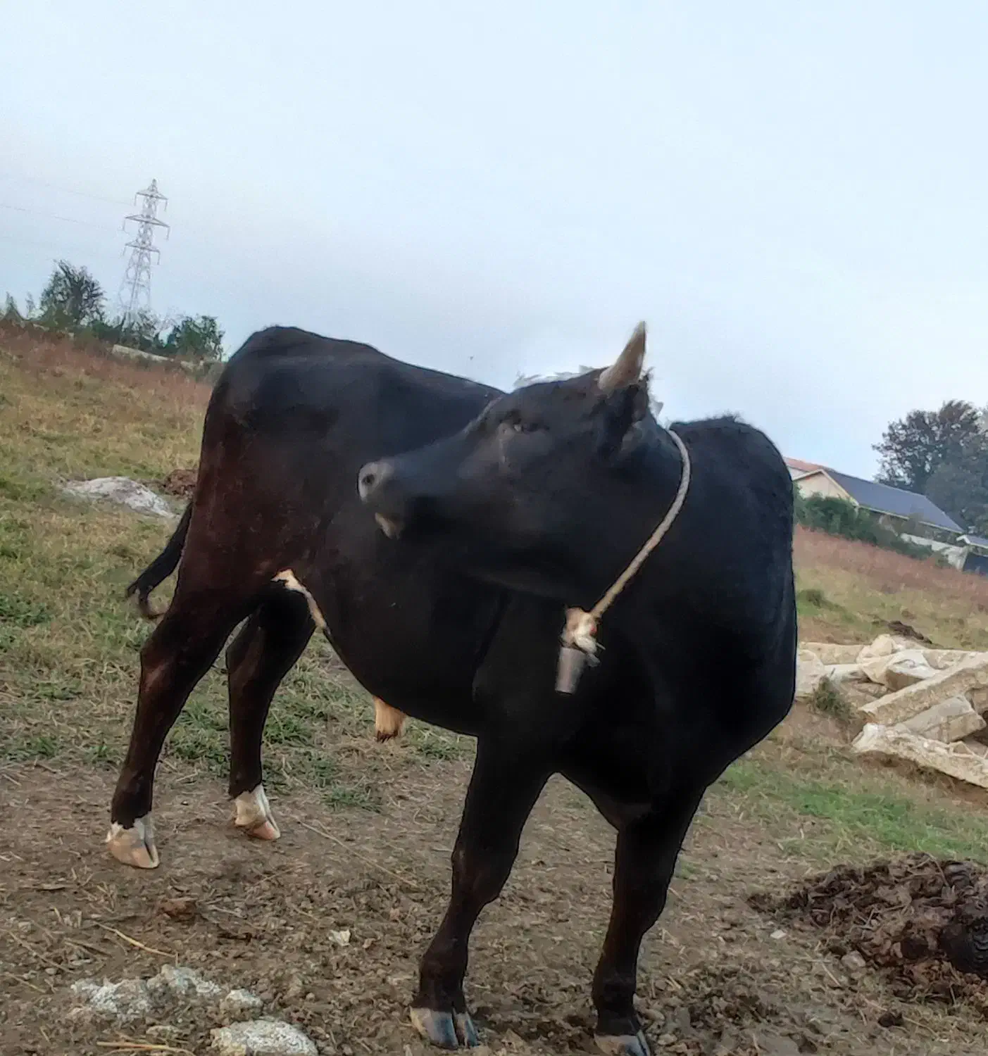 یک عدد گاو دوساله نر هلشتاین و یک گاو دوساله دورگ|حیوانات مزرعه|رضوانشهر, |دیوار