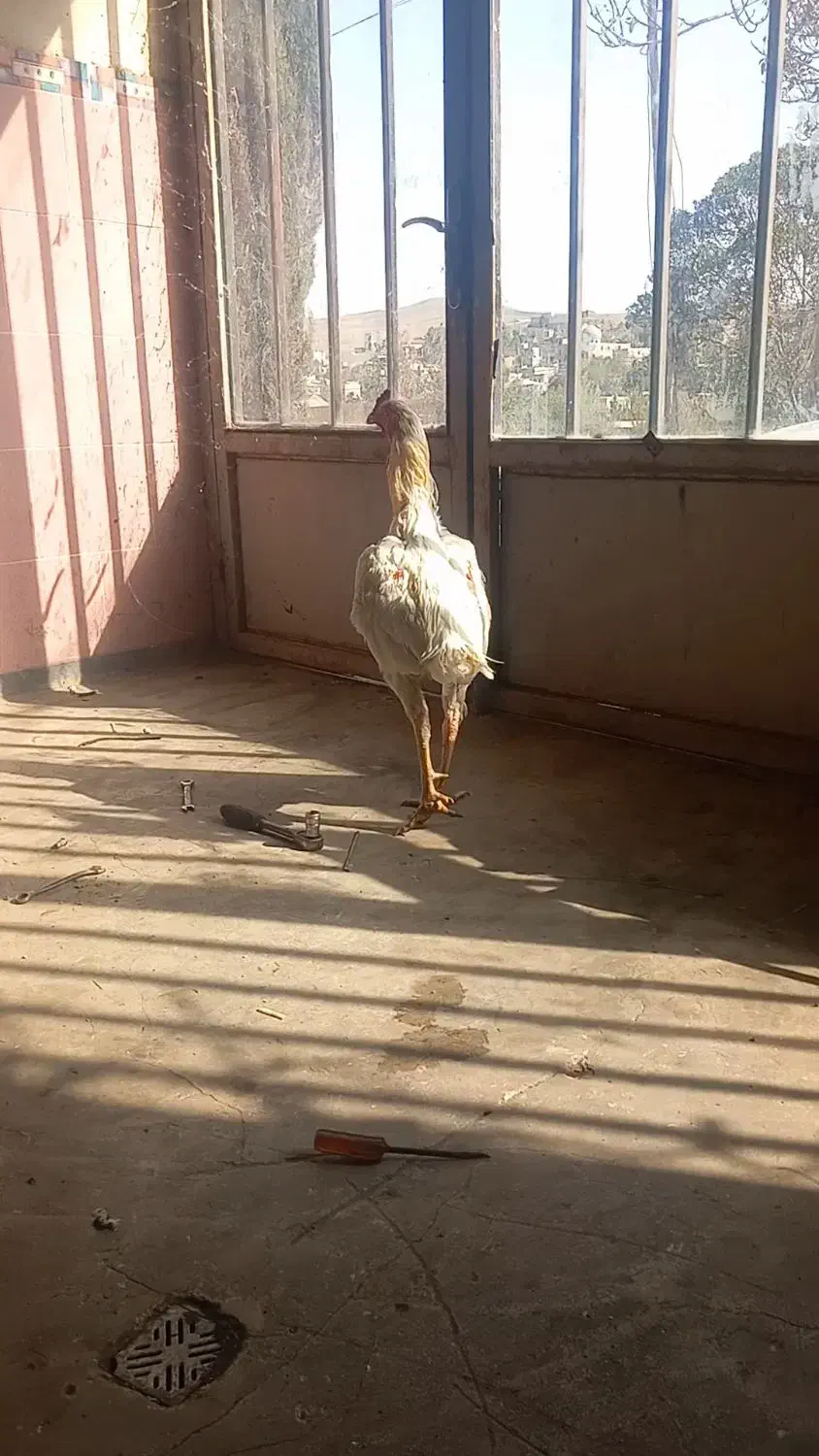 خروس لاری|حیوانات مزرعه|انگوت, |دیوار