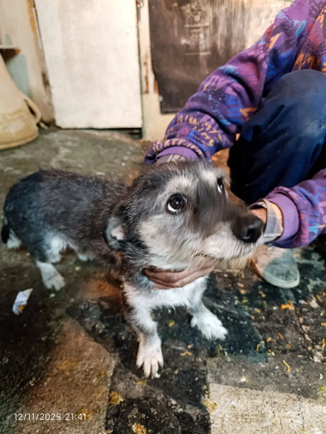 سگ وا گذاری|سگ|شیروان (خراسان), |دیوار