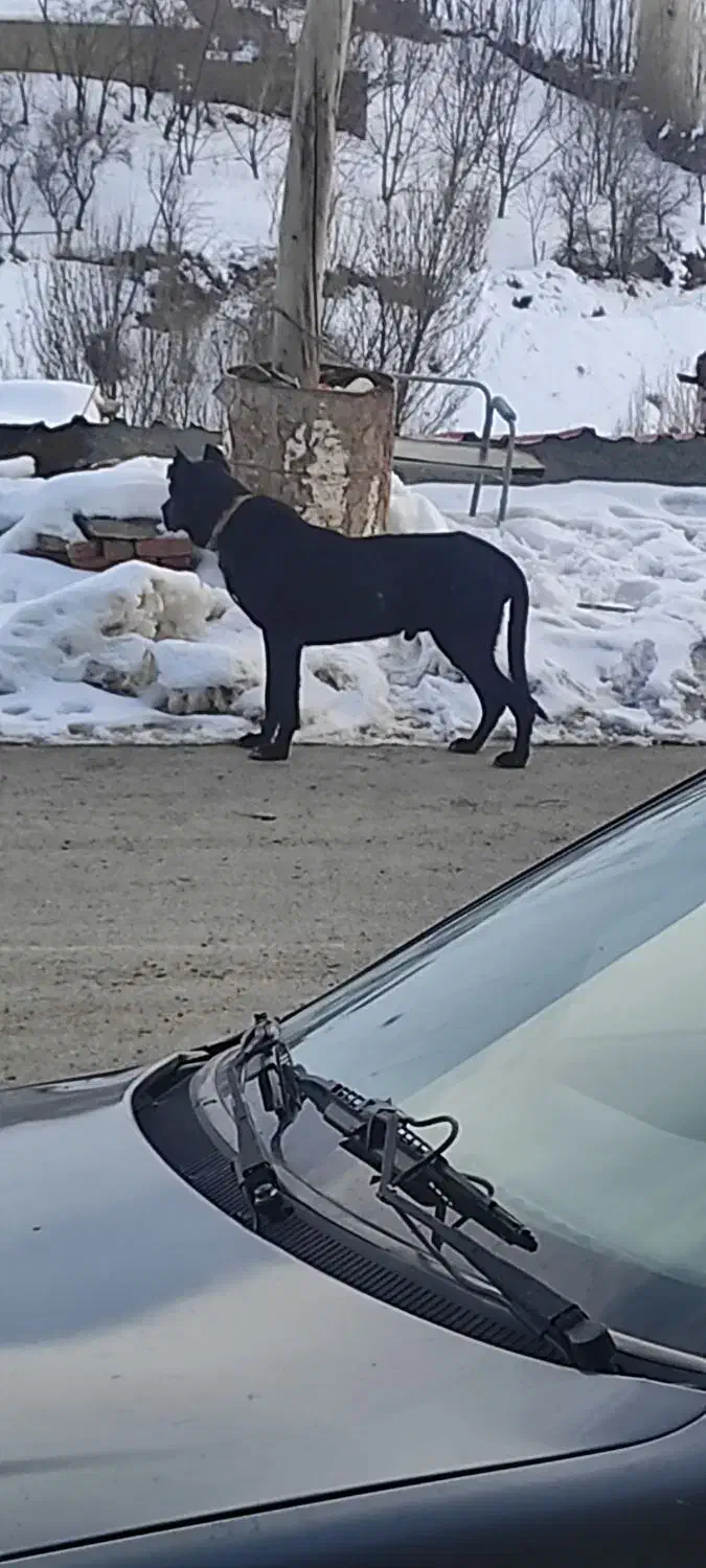 وگذار سگ سرابی|سگ|سقز, |دیوار