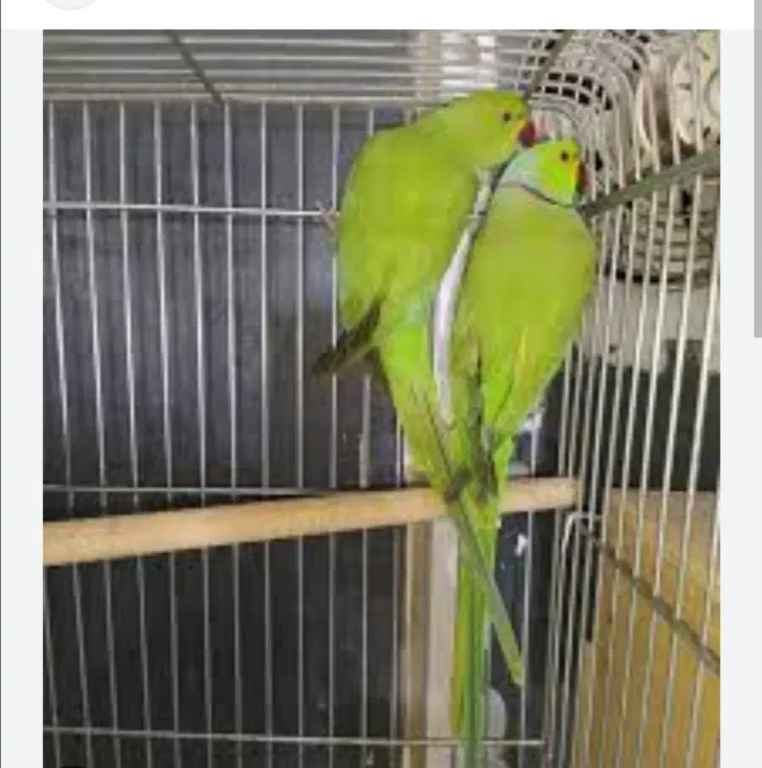 ملنگو|پرنده|جم, |دیوار