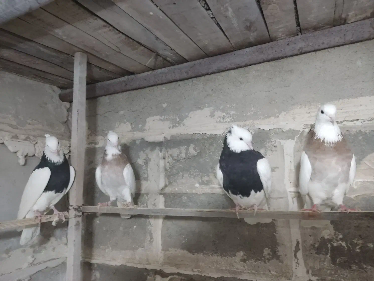 کبوتر|پرنده|دیواندره, |دیوار