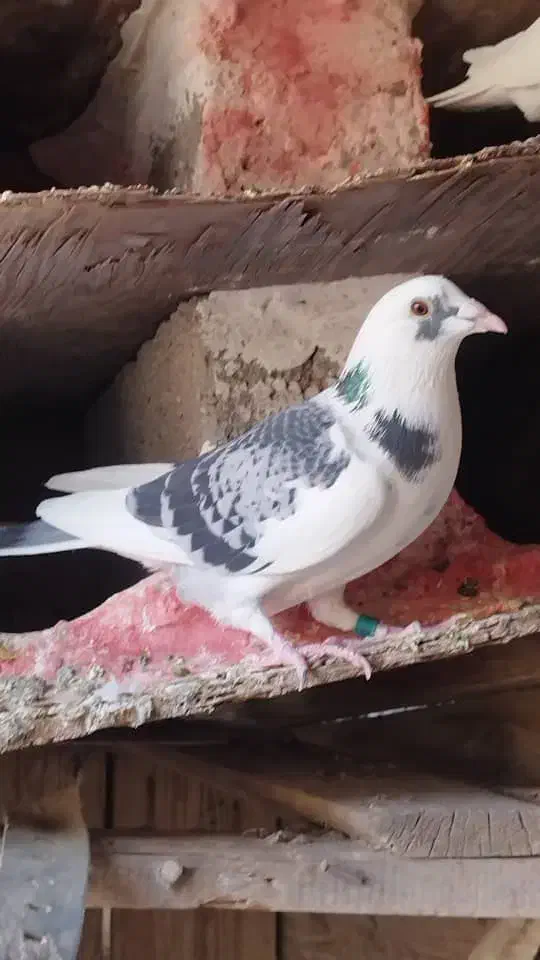 کبوتر پلاکی|پرنده|شبانکاره, |دیوار