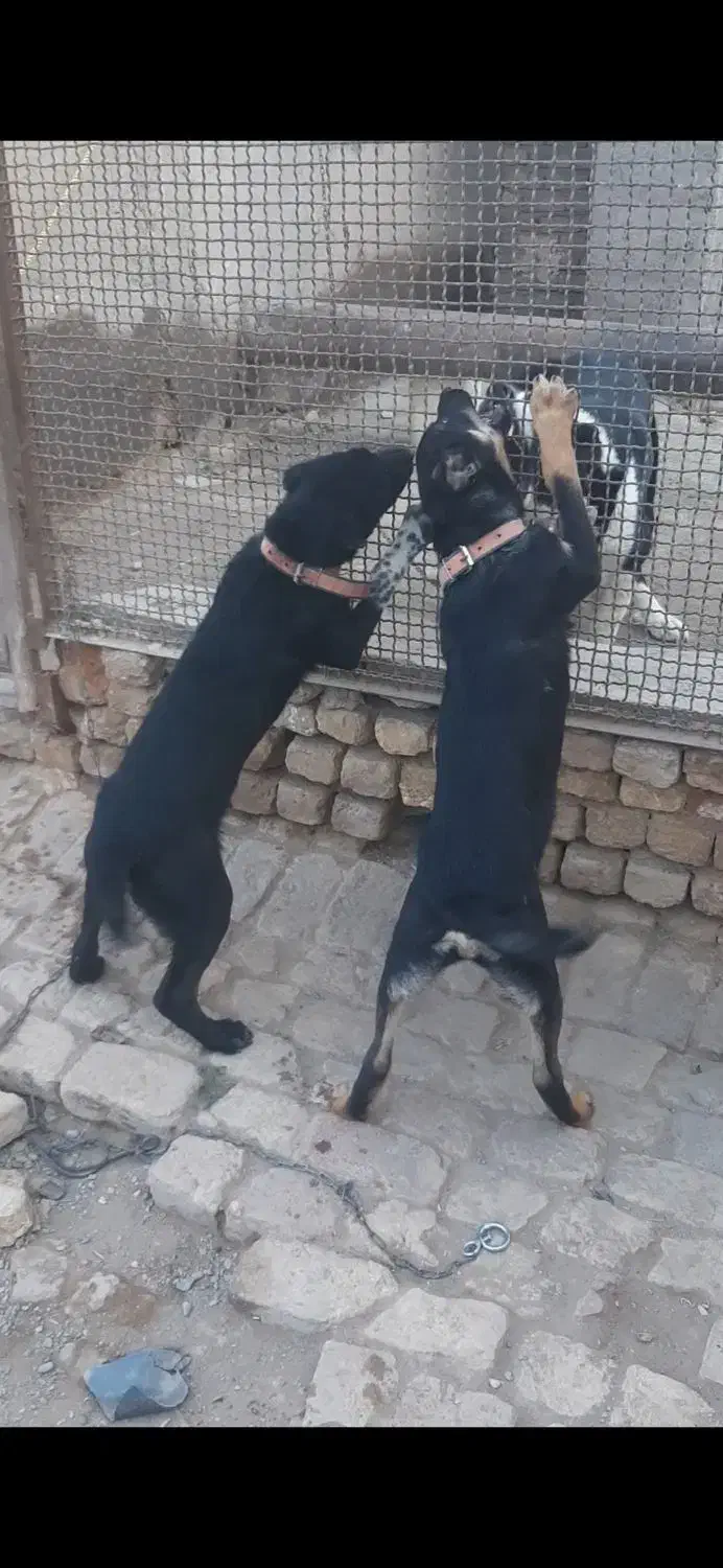 2عدد سگ نرو ماده 6ماه برای نگهبانی و گله|سگ|قم, شاه ابراهیم|دیوار
