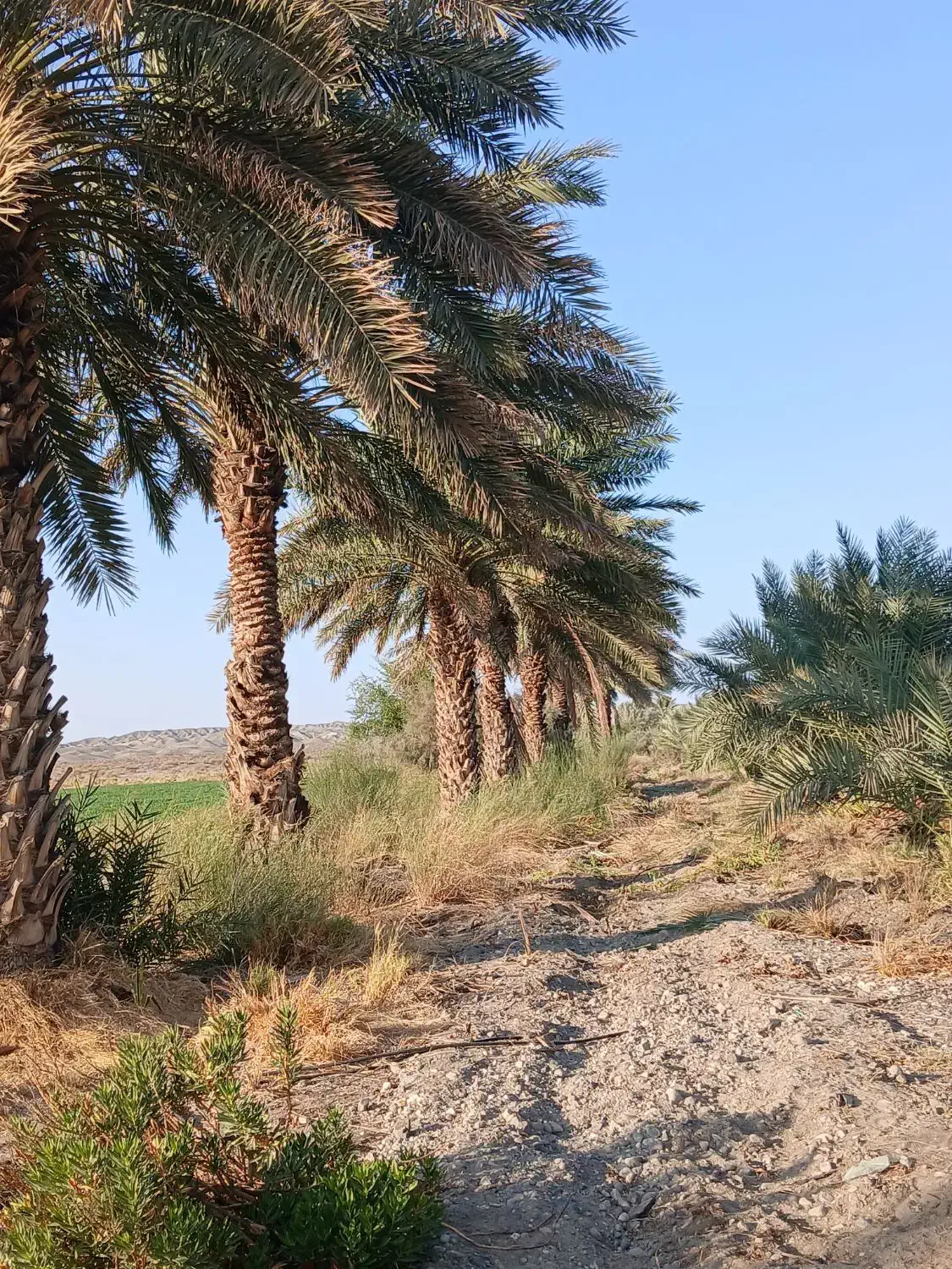 فروش باغ نخل|فروش دفتر صنعتی، کشاورزی، تجاری|فاریاب, |دیوار