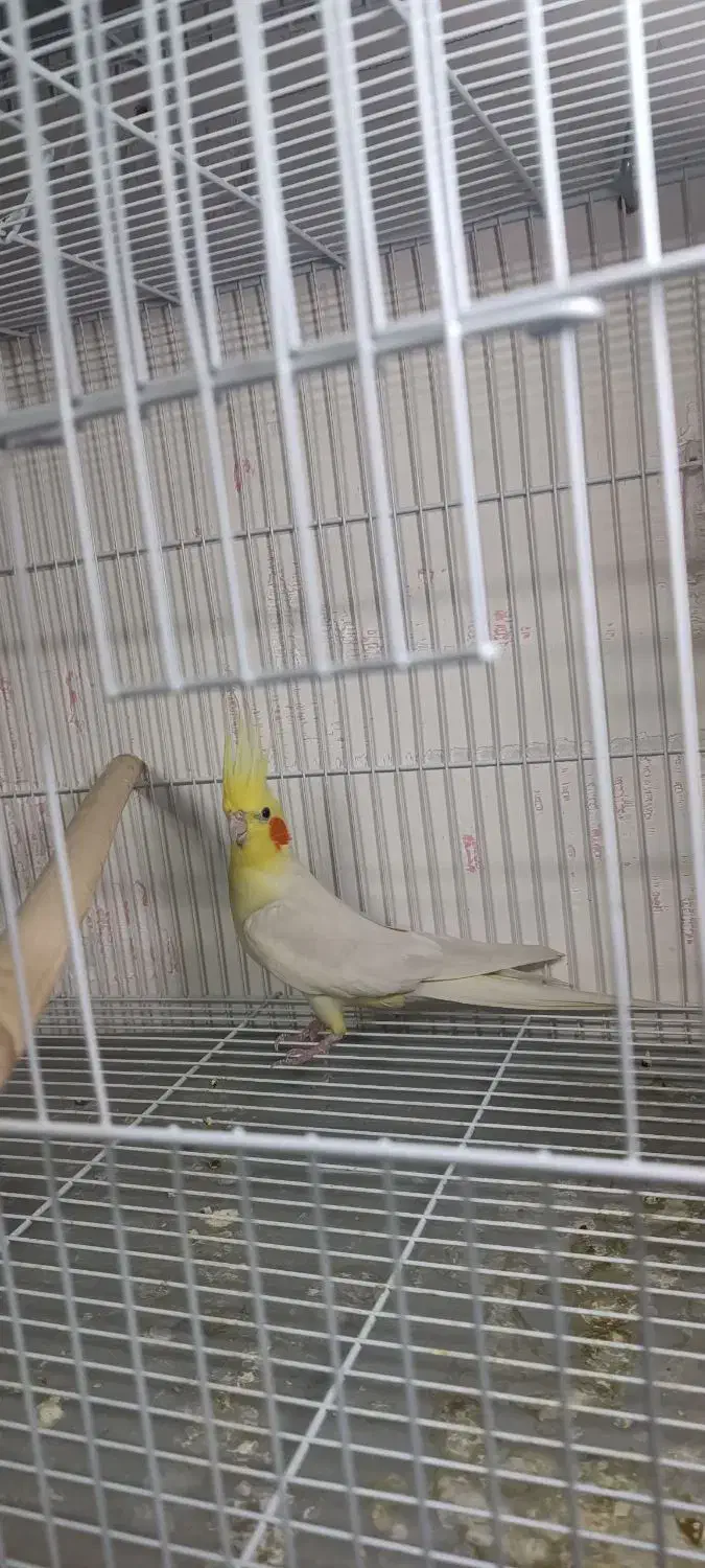 جفت عروس هلندی با جوجه|پرنده|مشهد, شهید قربانی|دیوار