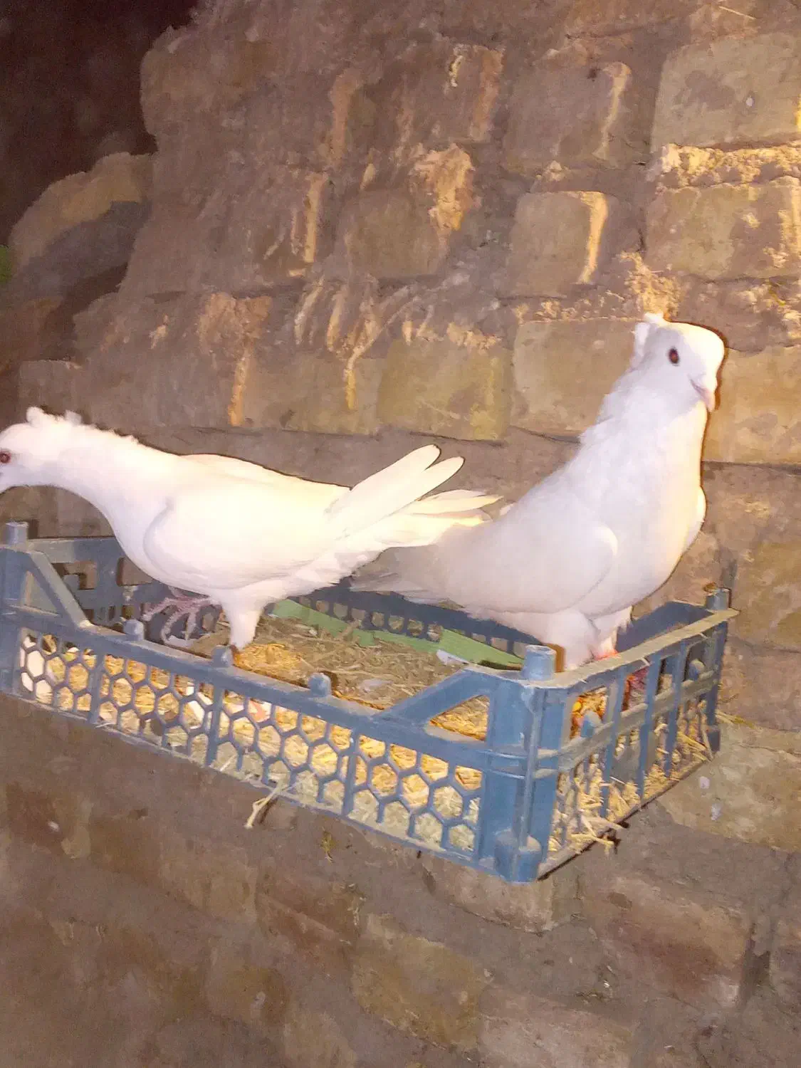 کبوتر سفید کاکلی..|پرنده|بزینه رود, |دیوار