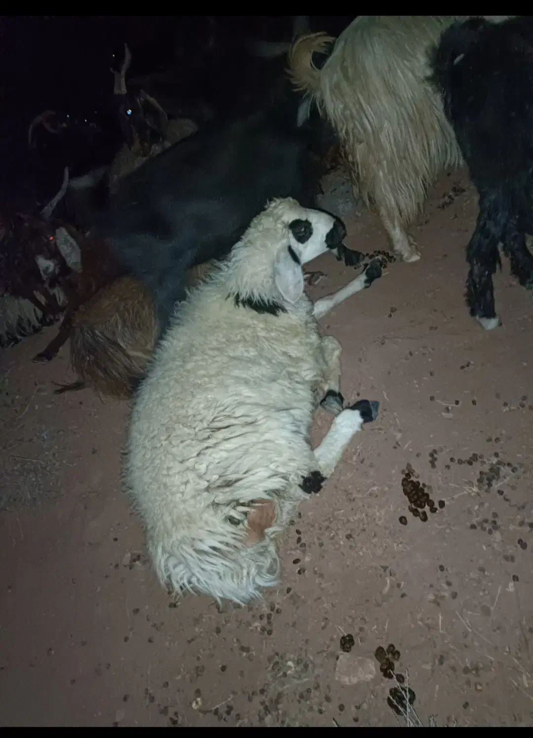 بره و بزغاله فروشی|حیوانات مزرعه|قائن, |دیوار