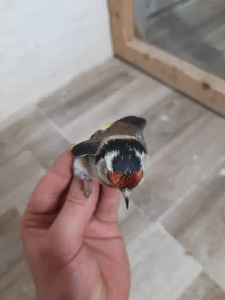 سهره|پرنده|یاسوج, |دیوار