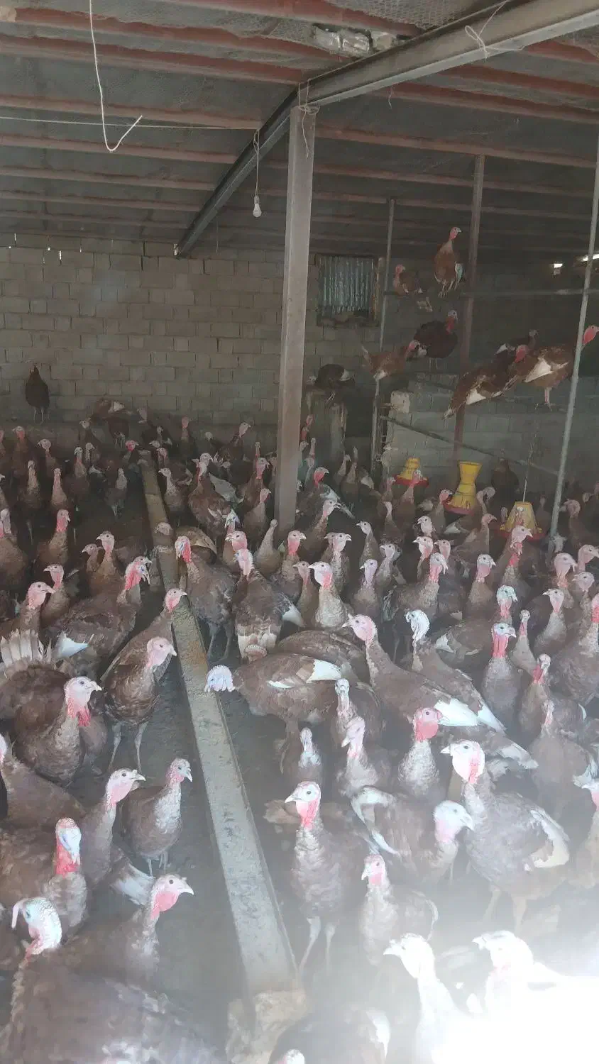 بوقلمون بوروبن|حیوانات مزرعه|کلاشی, |دیوار