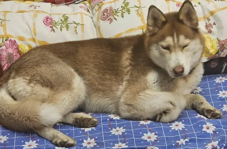 سگ هاسکی ماده گمشده|حیوانات|شیراز, وحدت|دیوار