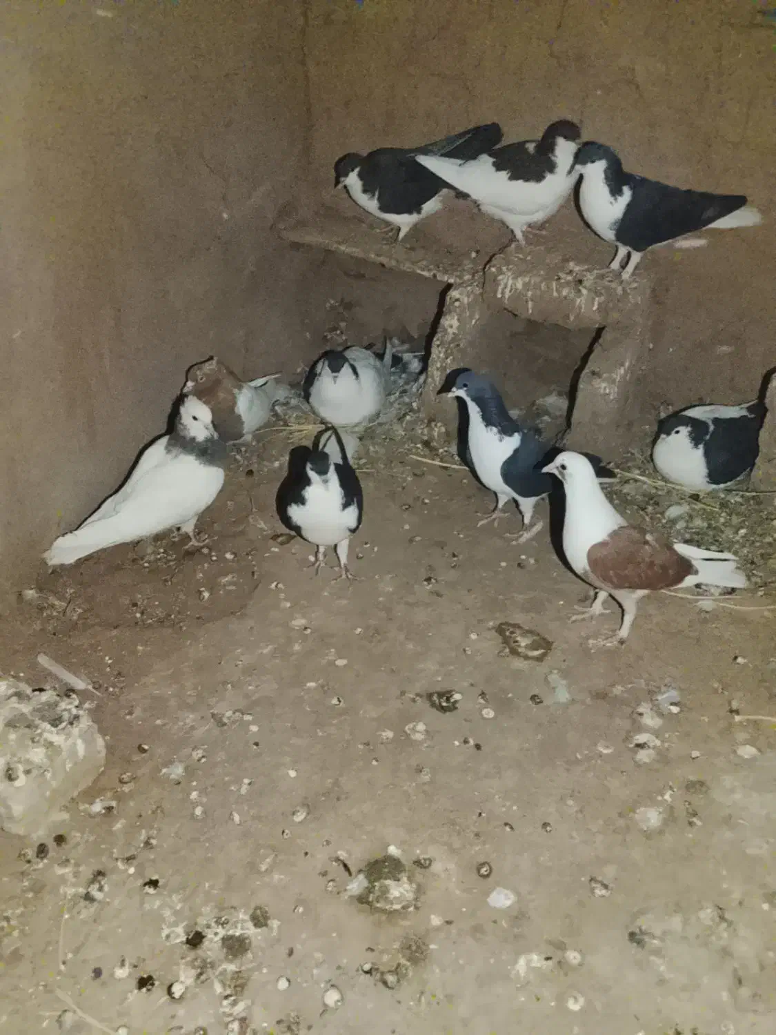 18تا کفتر جفتی نر و ماده|پرنده|کدکن, |دیوار