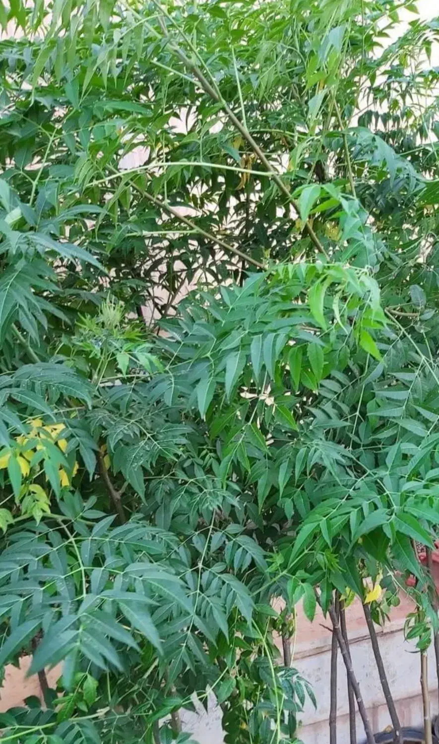 انار و اوکالیپتوس  و زیتون تلخ ریشه باز|گل و گیاه طبیعی|گنبد کاووس, |دیوار