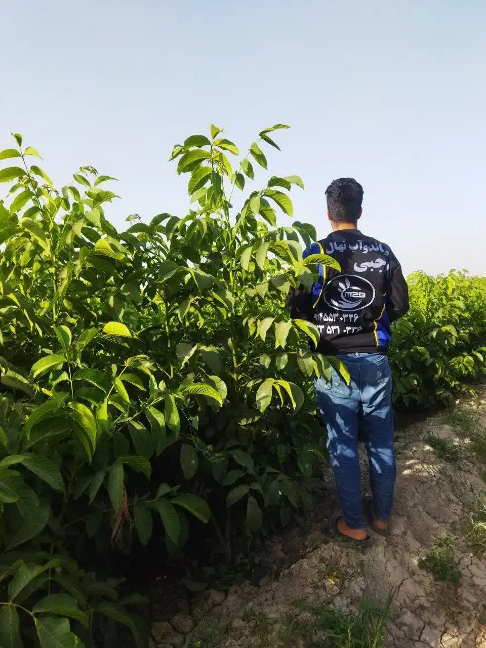 پیشفروش نهال گردو خوشه ای|خدمات باغبانی و درختکاری|انزل, |دیوار