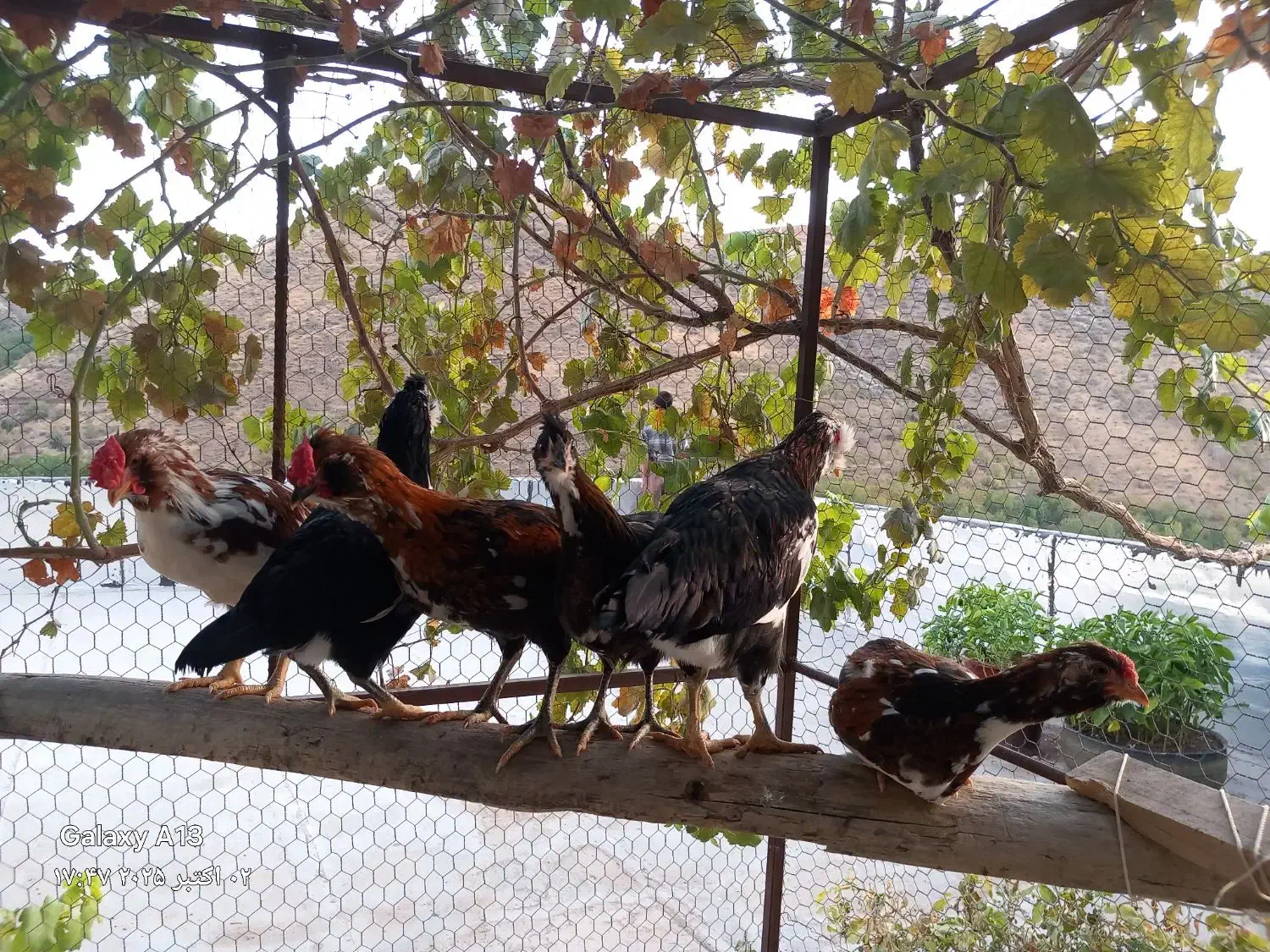 گلین|حیوانات مزرعه|پاوه, |دیوار