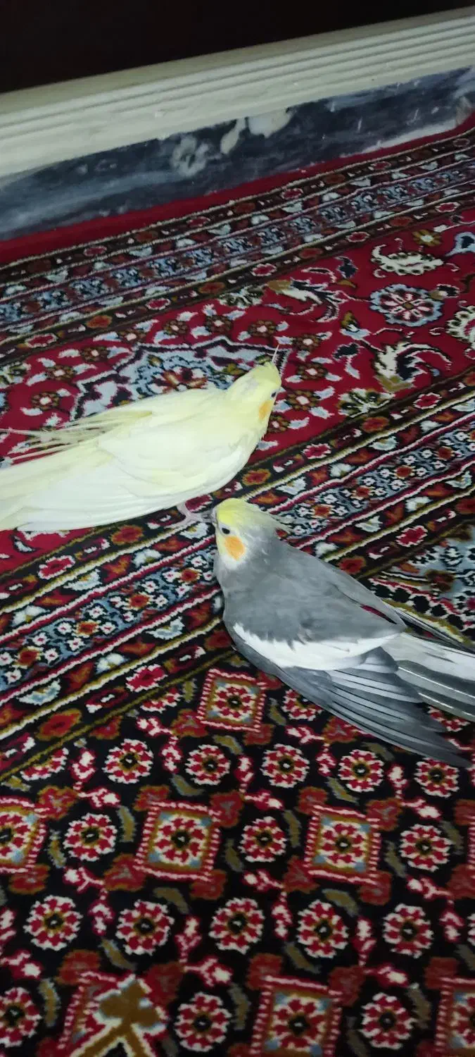 عروس هلندی پرنده|پرنده|همدان, |دیوار