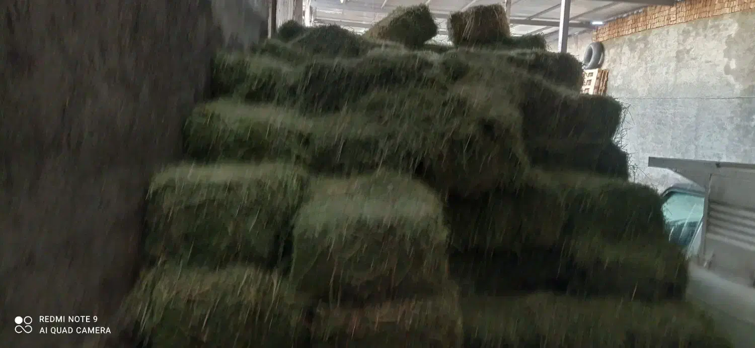 بیده|خدمات باغبانی و درختکاری|نیشابور, مازول|دیوار