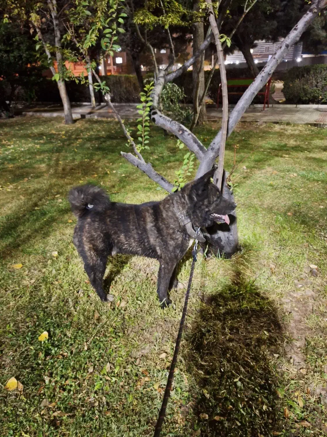 آکیتا|سگ|قزوین, |دیوار