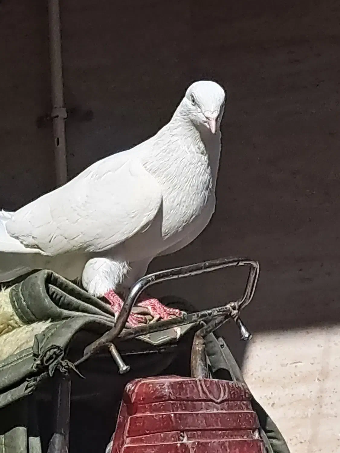 بمبویی|پرنده|امیدیه, |دیوار