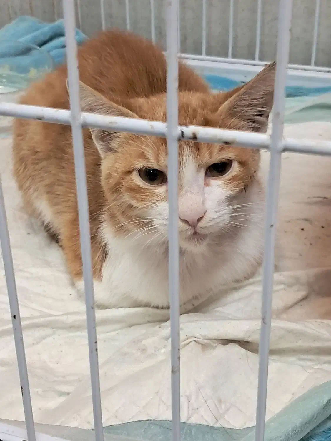 واگذاری بچه گربه|گربه|ساری, |دیوار