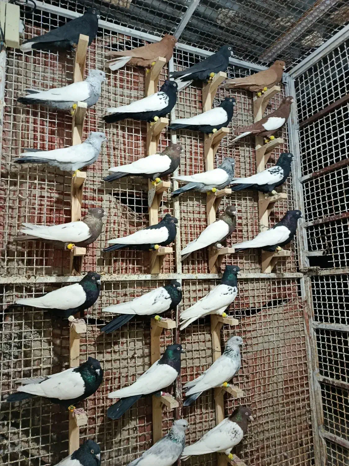 کبوتر رنگی|پرنده|مرودشت, تخت جمشید|دیوار