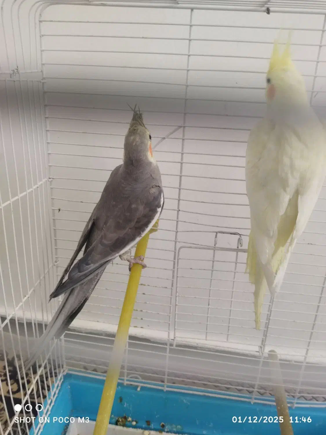 عروس هلندی بالغ|پرنده|صدرا-فارس, فاز ۱|دیوار