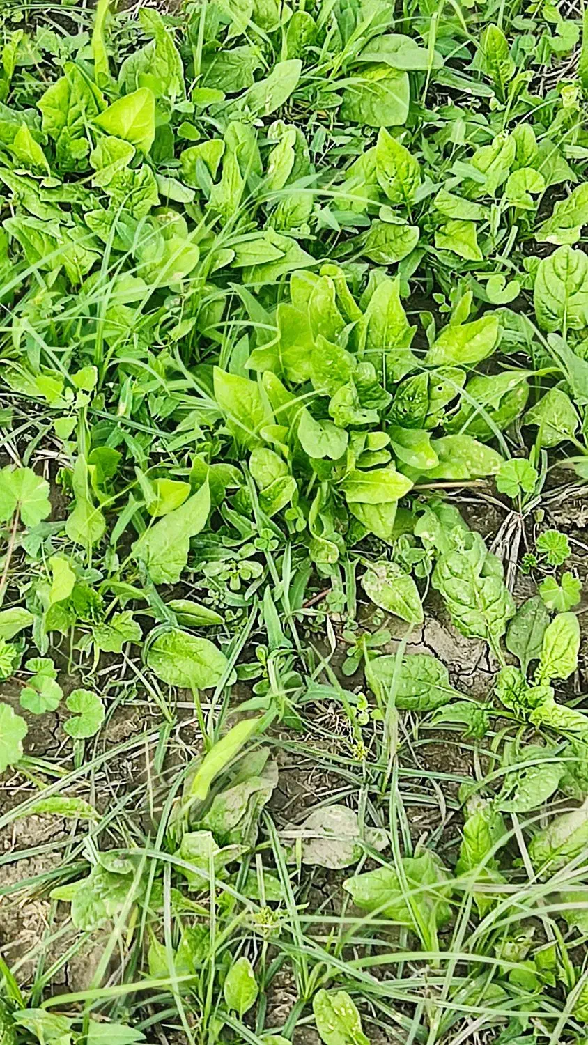 فروش اسفناج محلی گنبد حسن اباد کیلویی 30تومن|خوردنی و آشامیدنی|گنبد کاووس, |دیوار