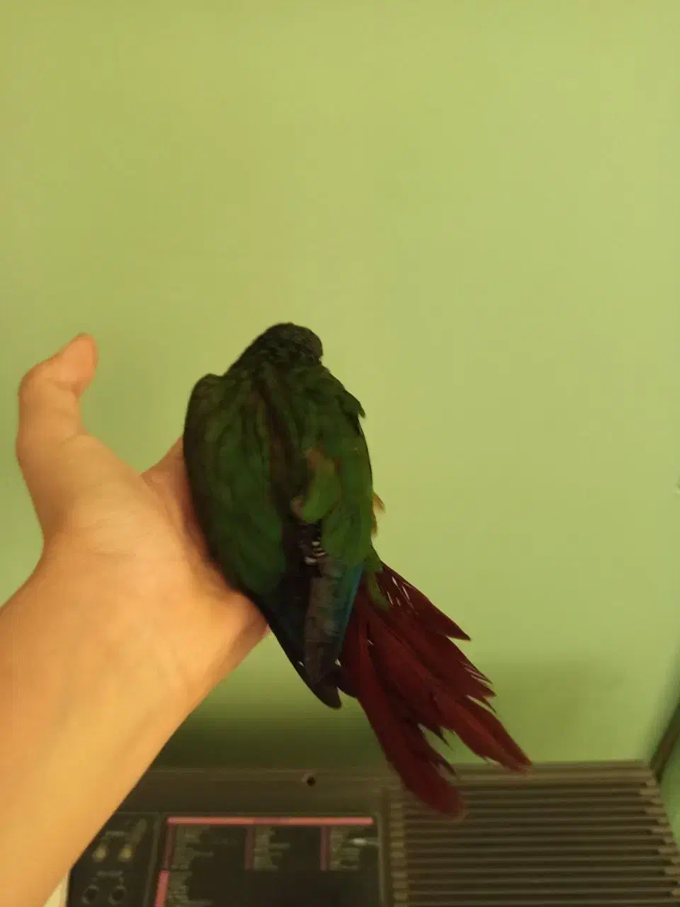 گرینچیک|پرنده|مشهد, ادیب نیشابوری (شهرک غرب)|دیوار