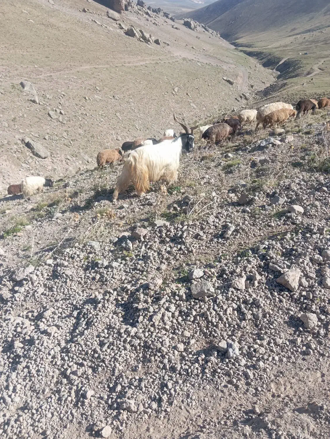 بز نر|حیوانات مزرعه|سبلان, |دیوار